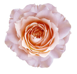 Light red  rose flower  on white isolated background with clipping path. Closeup. For design. Nature.