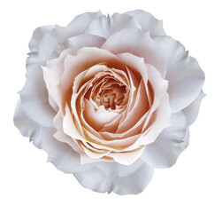 White  rose flower  on white isolated background with clipping path. Closeup. For design. Nature.