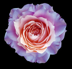 purple   rose flower  isolated  on black background with clipping path. Closeup. For design. Nature.