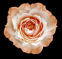 Orange   rose flower  isolated  on black background with clipping path. Closeup. For design. Nature.