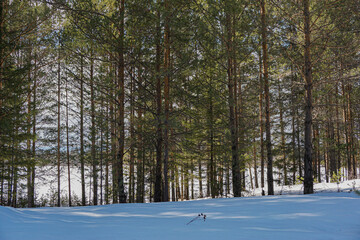 Fototapeta premium snow covered trees in winter