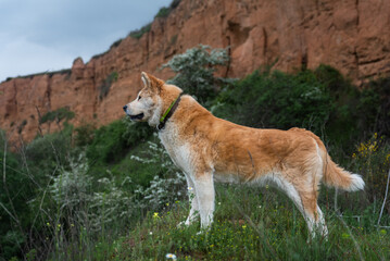 young female dog, akita inu, alert, watchful on the forest in a sunny day of spring