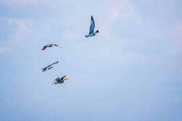 Four sea gulls fly in the clear blue sky