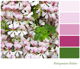 Pink pelargonium flowers in a colour palette with complimentary colour swatches in pink and green tones. 