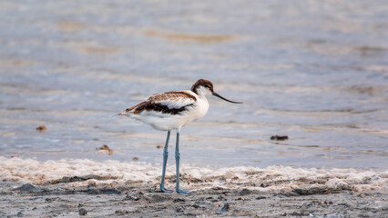 Water bird pied avocet, Recurvirostra avosetta, feeding in the lake. The pied avocet is a large...