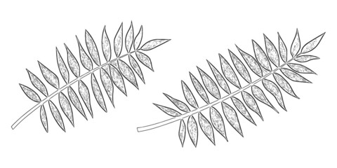 Set of vector tropical leaves in grayscale