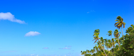 Fototapeta na wymiar Palm trees and blue sky, tropical sunshine in the Caribbean.