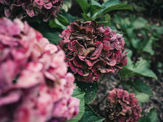 Hydrangea flower