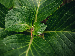 green leaves background