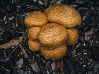 mushrooms in the forest