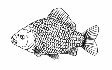 Sketch carp fish, side view realistic hand drawn vector graphic, river fish sketch illustration, retro style isolated on white background. Environmentally friendly product, river sea food.