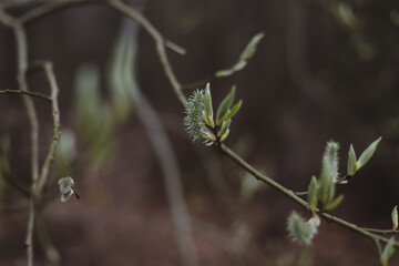 Spring background catkins on tree branches. Selective focus.
