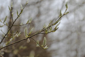 Spring background catkins on tree branches. Selective focus.