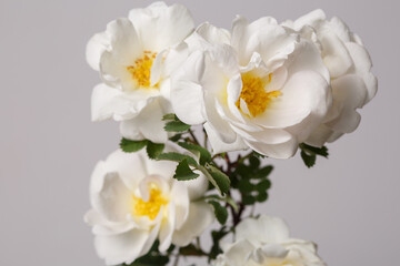 Fototapeta na wymiar White climbing rose flower isolated on gray background.