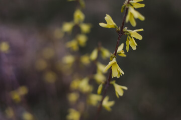 Spring background catkins on tree branches. Selective focus.