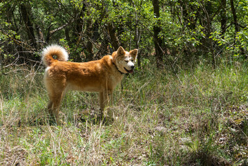 young female dog, akita inu, walking in the forest in a spring sunny day