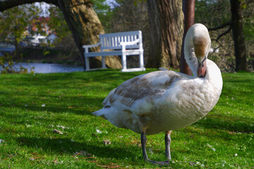 A swan cleans its feathers on the shore of a lake in a green park. European landscape. White Swan In Lake