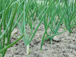 Green onions in the open field. Organic food. organic farm, selective focus, vegetable harvest
