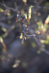 Весна в Сибири