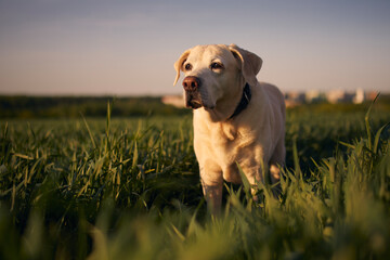 Old dog looking at sunset. Labrador retriever walking across field.