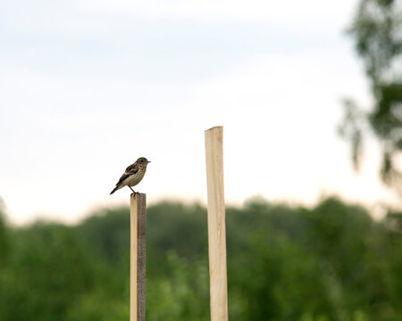Tree Pipit bird sitting on wooden pole in garden. Anthus trivialis in nature. Boompieper