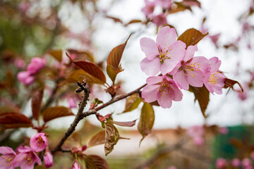 Blooming sakura in the Botanical Garden