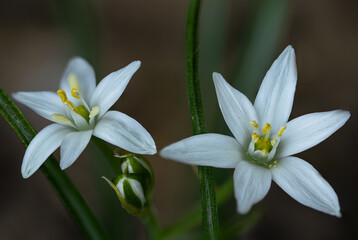 Fototapeta premium Snowdrops Blooming