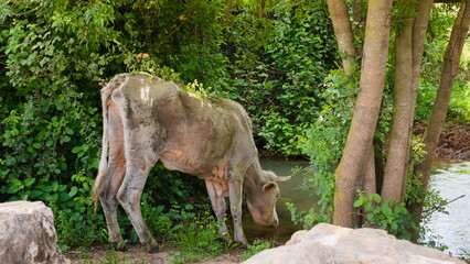 an old cow drinks water from a stream