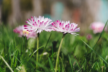 Two stems of daisies with flowers in the green grass. Daisy ( Bellis perennis) head on a green blurred background. Close side view