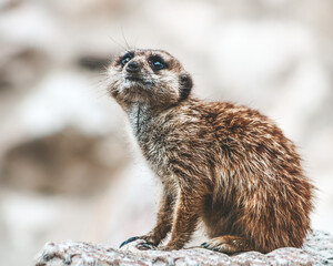 Fototapeta premium close up of a meerkat