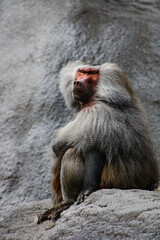 close up of a baboon