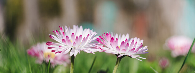 Panorama of two stems of daisies with flowers in the green grass. Daisy ( Bellis perennis) head on a green blurred background. Close side view © Anna Skliarenko