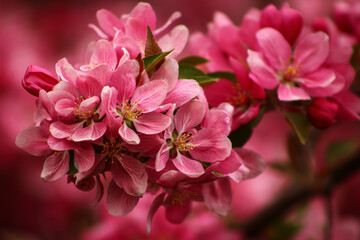 pink blossom