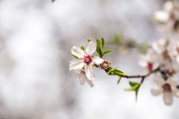 Blossoming white and pink almond flowers on the twig
