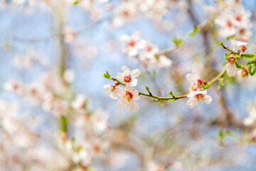 Blossoming white and pink almond flowers on the twig