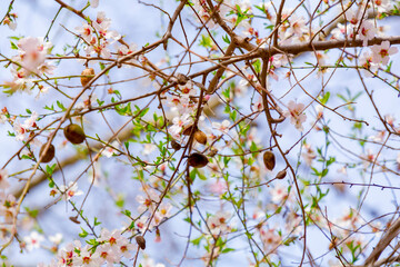 Blossoming white and pink almond flowers on the twig