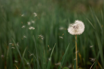 Green background and dandelion. The dandelion is blown away by the wind.