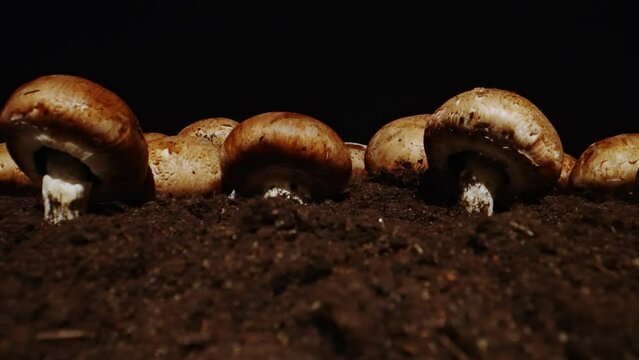Cultivation of brown champignons mushrooms in farm.