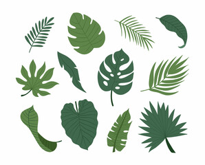 Set of tropical exotic plants leaves