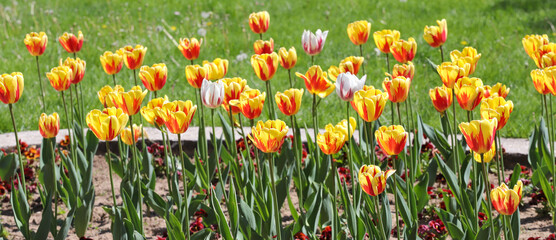 Fototapeta premium Colorful spring tulips outdoor on sunlight