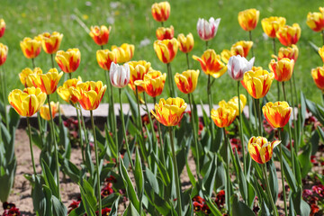 Colorful spring tulips outdoor on sunlight