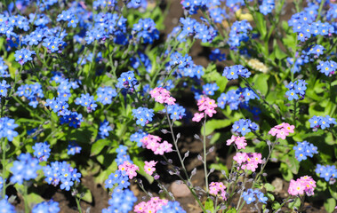 Forget-me-not blue and pink flowers