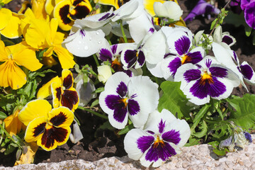 Colorful violets outdoor in garden