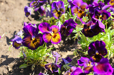 Colorful violets outdoor in garden