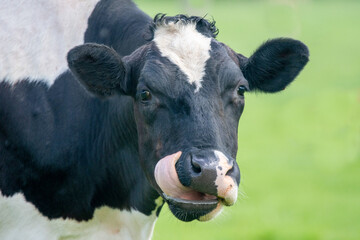 Close up photo of dairy cows - 504359682