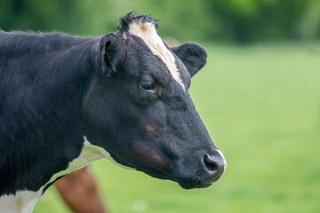 Obraz na płótnie Canvas Close up photo of dairy cows