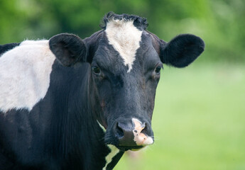 Obraz na płótnie Canvas Close up photo of dairy cows