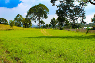Summer Landscape of Green Meadows at Midday in Lembang, Indonesia