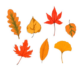 Autumn leaves illustration isolated on a white background.