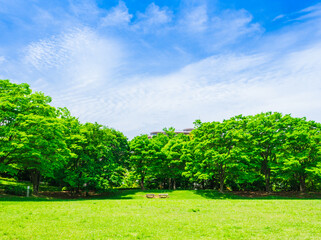 Fototapeta na wymiar 青空と新緑の公園